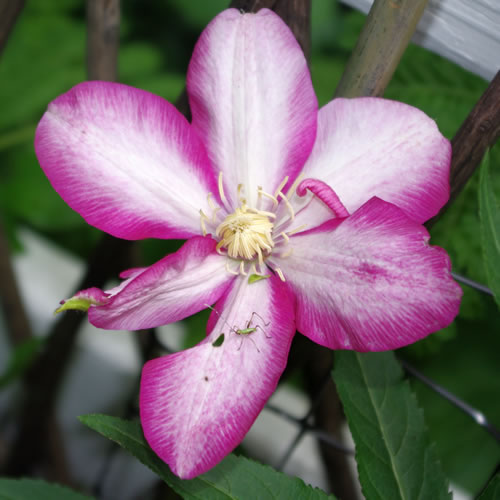 Clematis hybrida Betty Risdon